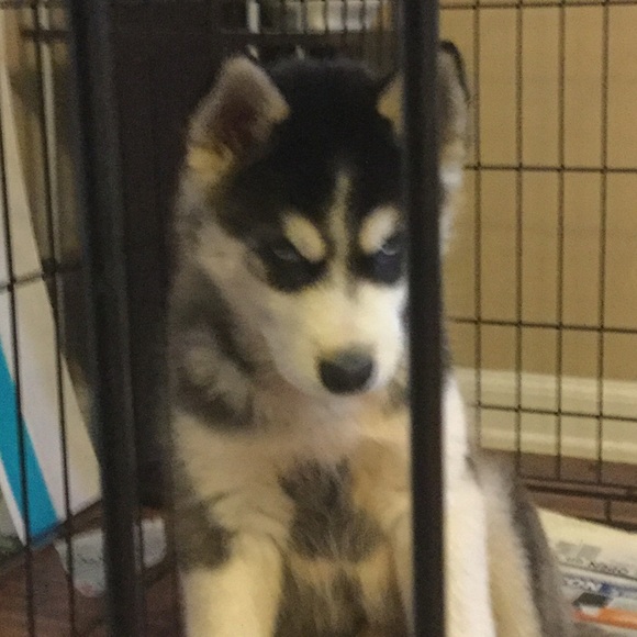 Meet your Posher, Luis - Picture 1 of 1